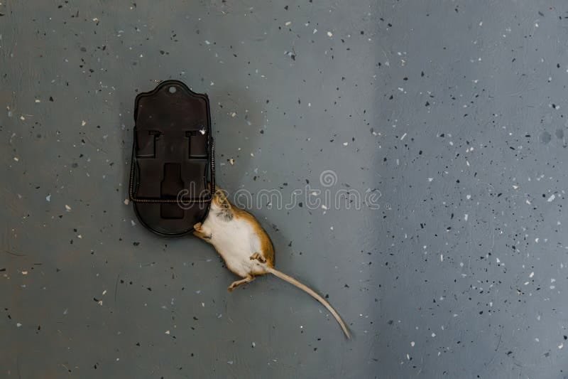 Roedores — detalle